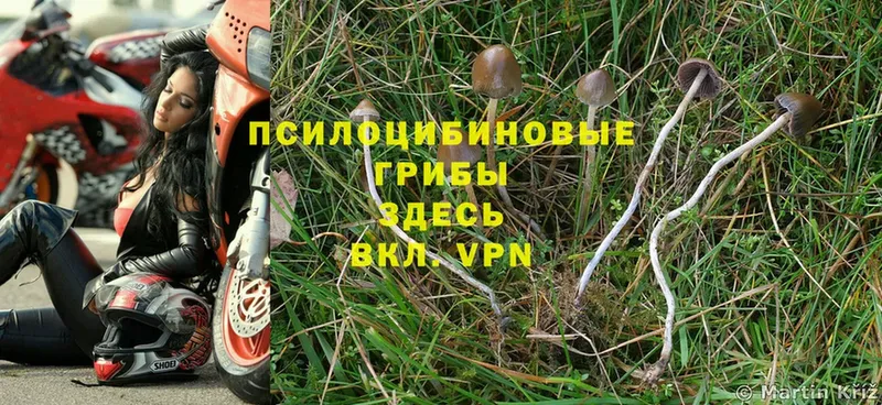 Псилоцибиновые грибы MAGIC MUSHROOMS Петровск